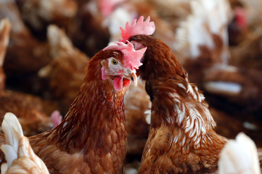 Cage-free model egg farm and training centre to be built in China