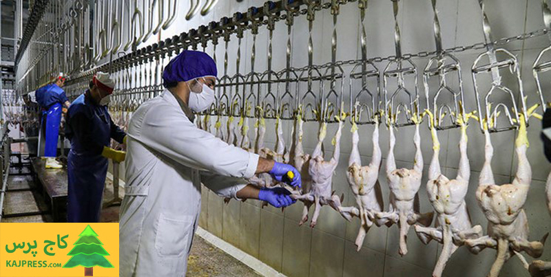 اخبار کشاورزی:  نقش دلالان در کاهش مرغ‌‌ِ مراکز توزیع دولتی