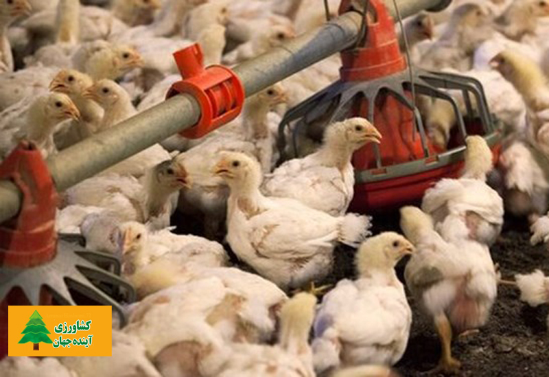 اخبار کشاورزی:  تعطیلی برخی مرغداری‌ها به دلیل افزایش هزینه‌ تولید
