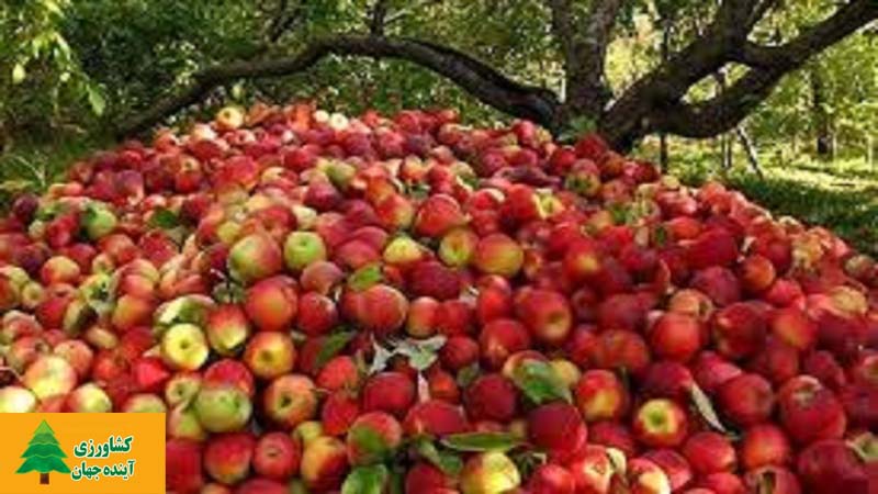اخبار کشاورزی:  دولت سیب درجه یک را 6850 تومان خرید تصمینی می‌کند