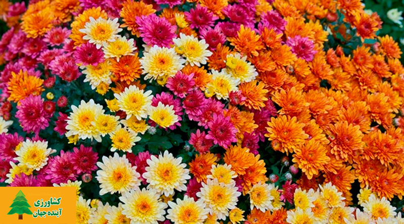 اخبار کشاورزی:  افتتاح بیستمین نمایشگاه گل‌های داودی در پژوهشکده گل و گیاهان زینتی