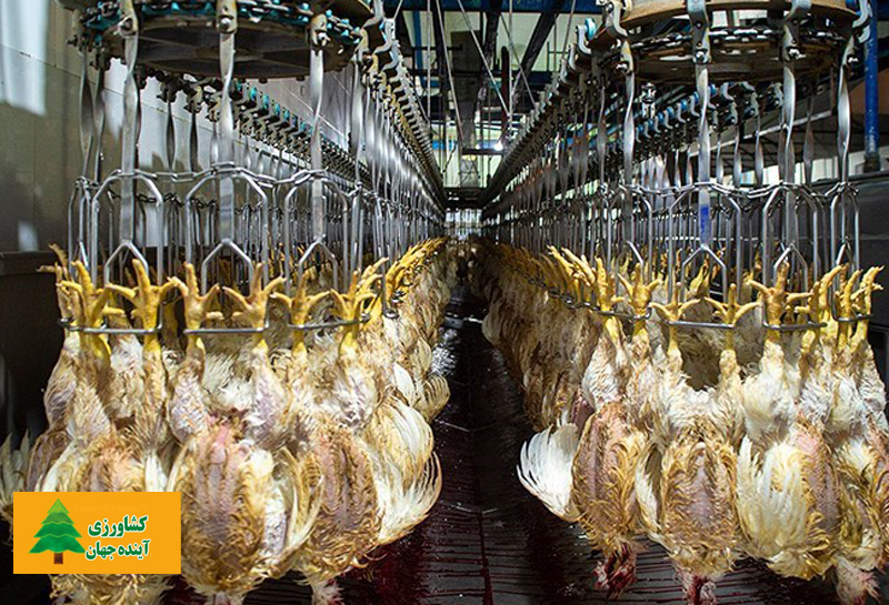 اخبار کشاورزی:  مرکز آمار خبرداد:  کاهش تولید مرغ در تابستان