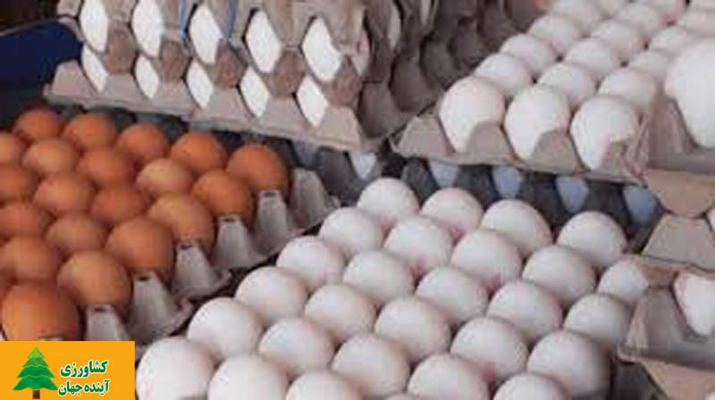 اخبار کشاورزی:  رئیس هیات مدیره اتحادیه مرغ تخم‌گذار خبرداد:  توزیع ۱۰۰۰ تن تخم‌مرغ وارداتی