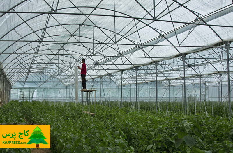 اخبار کشاورزی: آغاز بهره برداری از ۱۱۸ واحد طرح گلخانه ای در ۱۰ استان کشور