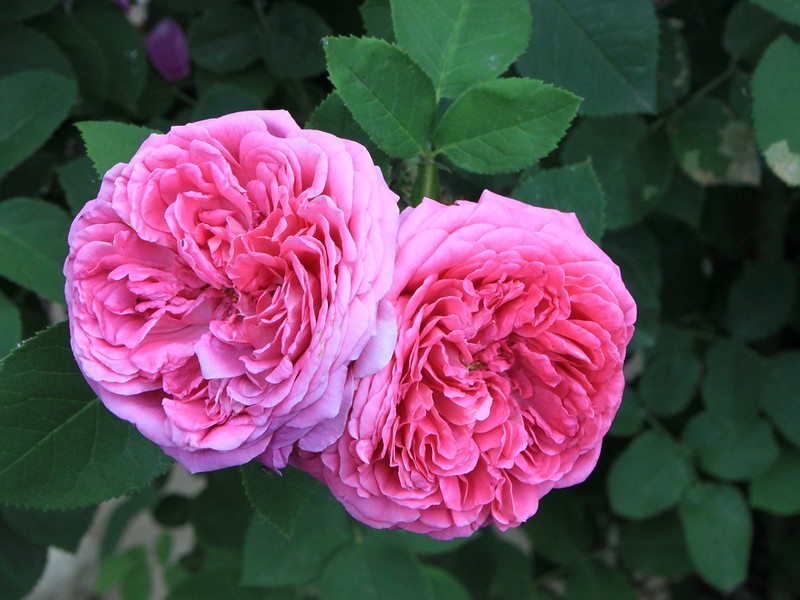 Agriculture In Iran: Iran produces and exports 70% of the world's demand for Damask Rose (Gole Mohammadi) and this year alone, they have produced over 60 thousand tons of this flower. 