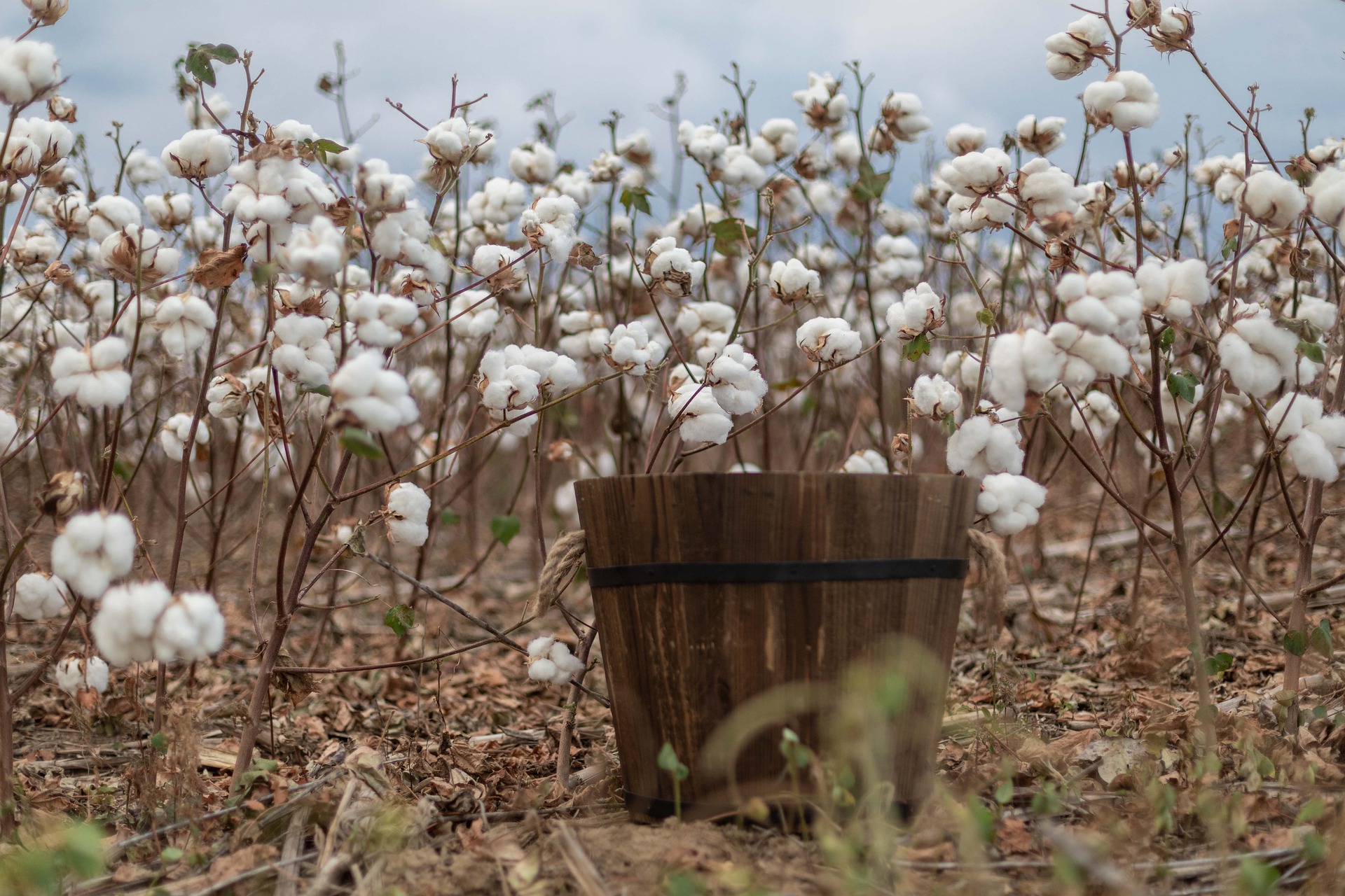 Agriculture In Iran: Within the upcoming cropping year (1400), 98,000 kg of cotton will be produced as the result of cultivations of Gossypium farmland in Iran. 