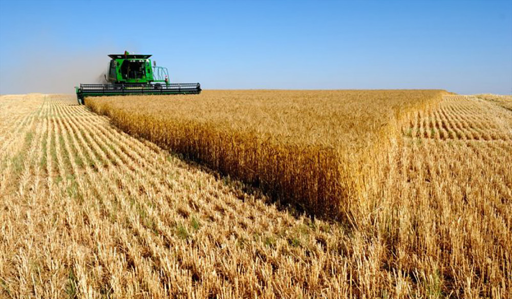 iranian-agriculture-the-forecast-for-the-production-of-13-2-million-tons-of-wheat-this-year