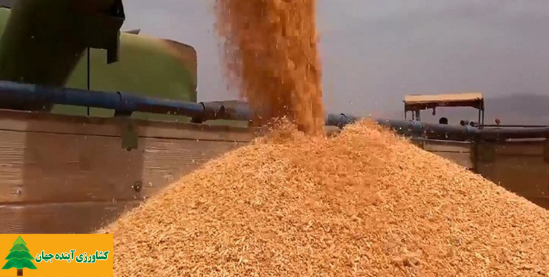 اخبار کشاورزی:  افزایش شدید قیمت جهانی گندم و هشدار به مسئولان داخل