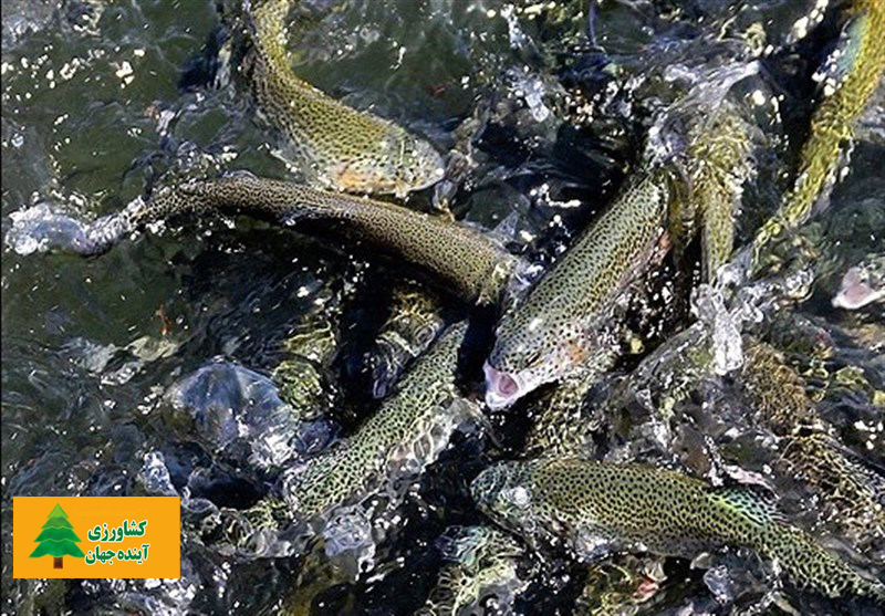 اخبار کشاورزی:  کاهش ۲۵ درصدی تولید ماهی قزل‌آلا به دلیل خشکسالی