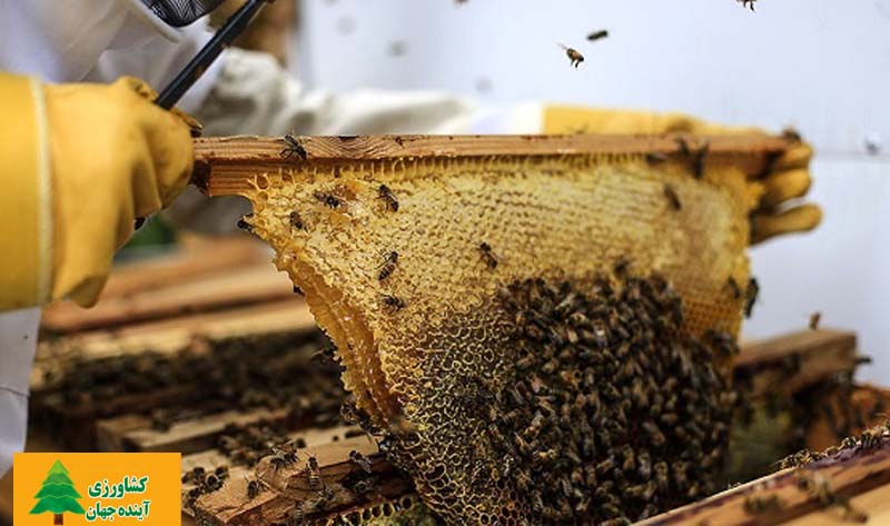 اخبار کشاورزی:  کمبود بارش‌ها برداشت عسل از کندوها را کاهش داد