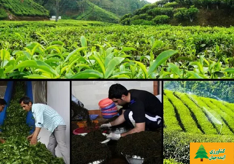 اخبار کشاورزی:  حکایت واردات ۱۰ تُن چای خارجی به لاهیجان