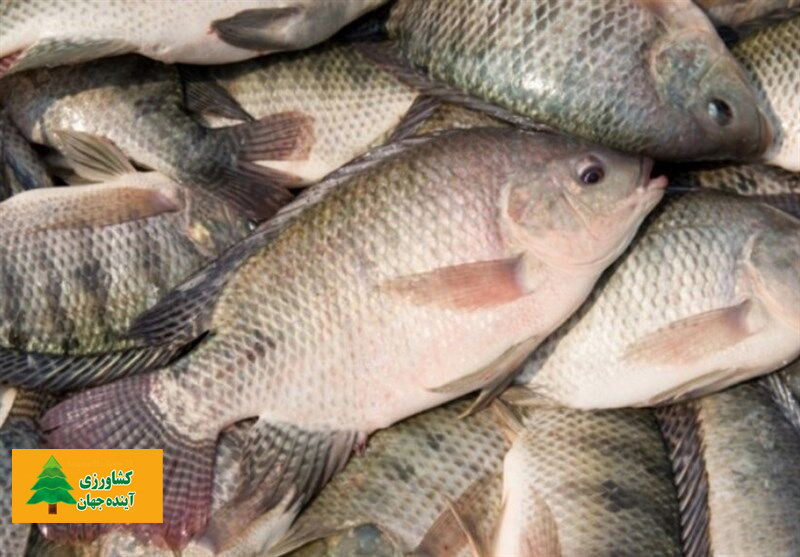 اخبار کشاورزی:  اطلاعیه رسمی موسسه تحقیقات شیلات درباره پرورش ماهی تیلاپیا