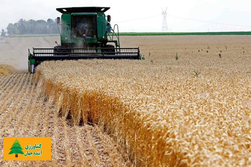اخبار کشاورزی:  ایمانی، مدیرعامل بنیاد ملی گندمکاران خبرداد:  حذف ارز ۴۲۰۰ تومانی قیمت نهاده تولید گندم را بالا برد