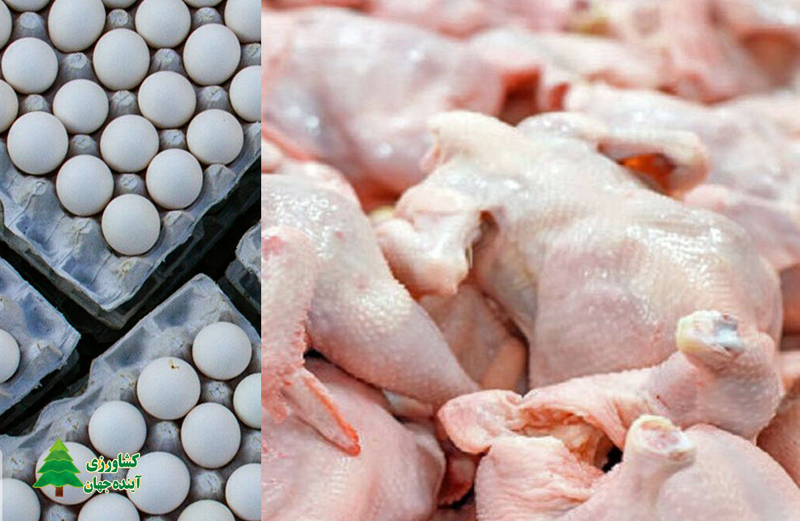 اخبار کشاورزی:  توزیع روزانه ۵۵۰ تن تخم مرغ و ۱۲۰۰ تن مرغ گرم در تهران