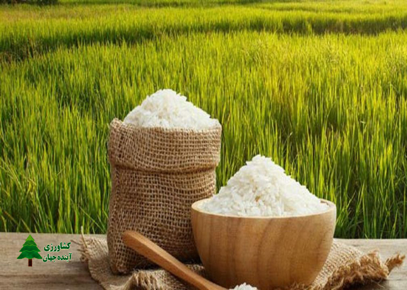 اخبار کشاورزی:  افزایش قیمت برنج مازندران روی موج چهارم