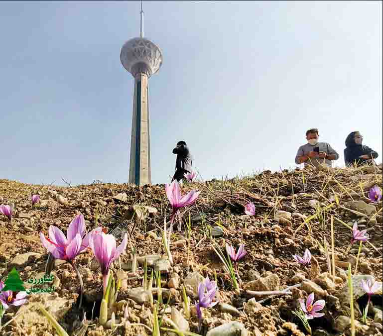 اخبار کشاورزی:  کشت آزمایشی زعفران در برج میلاد تهران