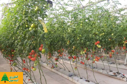 اخبار کشاورزی:  صاحب یک گلخانه در گنبد گوجه فرنگی رنگی تولید کرد