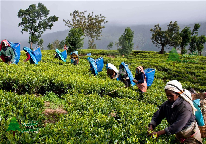 اخبار-کشاورزی-ضربه-توافق-پایاپای-ایران-و-سریلانکا-به-صادرات-چای-هند