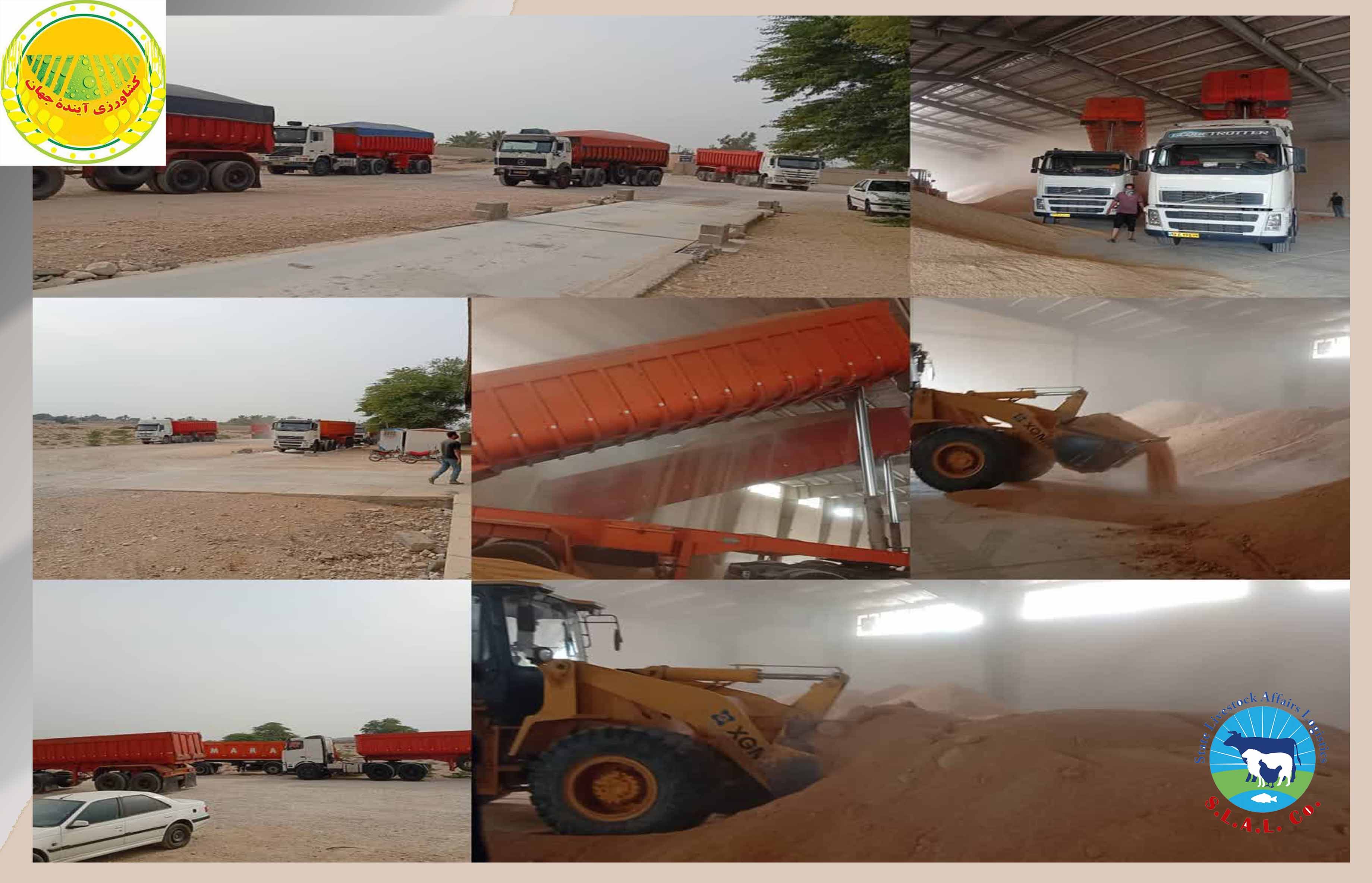 تقویت-ذخایر-راهبردی-خوراک-دام-در-بوشهر-با-آغاز-ذخیره‌سازی-کنجاله-سویا