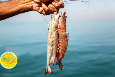 le-directeur-général-du-bureau-de-la-crevette-et-des-espèces-aquatiques-d’eaux-saumâtres-de-l’organisation-iranienne-des-pêches-a-déclaré-hausse-de-37-de-la-production-de-crevettes-bouchehr,-premier-producteur-du-pays