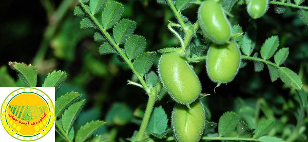 un-chercheur-de-l’institut-de-recherche-sur-l’agriculture-pluviale-drri-affirme-augmentation-des-rendements-et-réduction-des-coûts-du-pois-chiche-grâce-aux-semis-d’automne