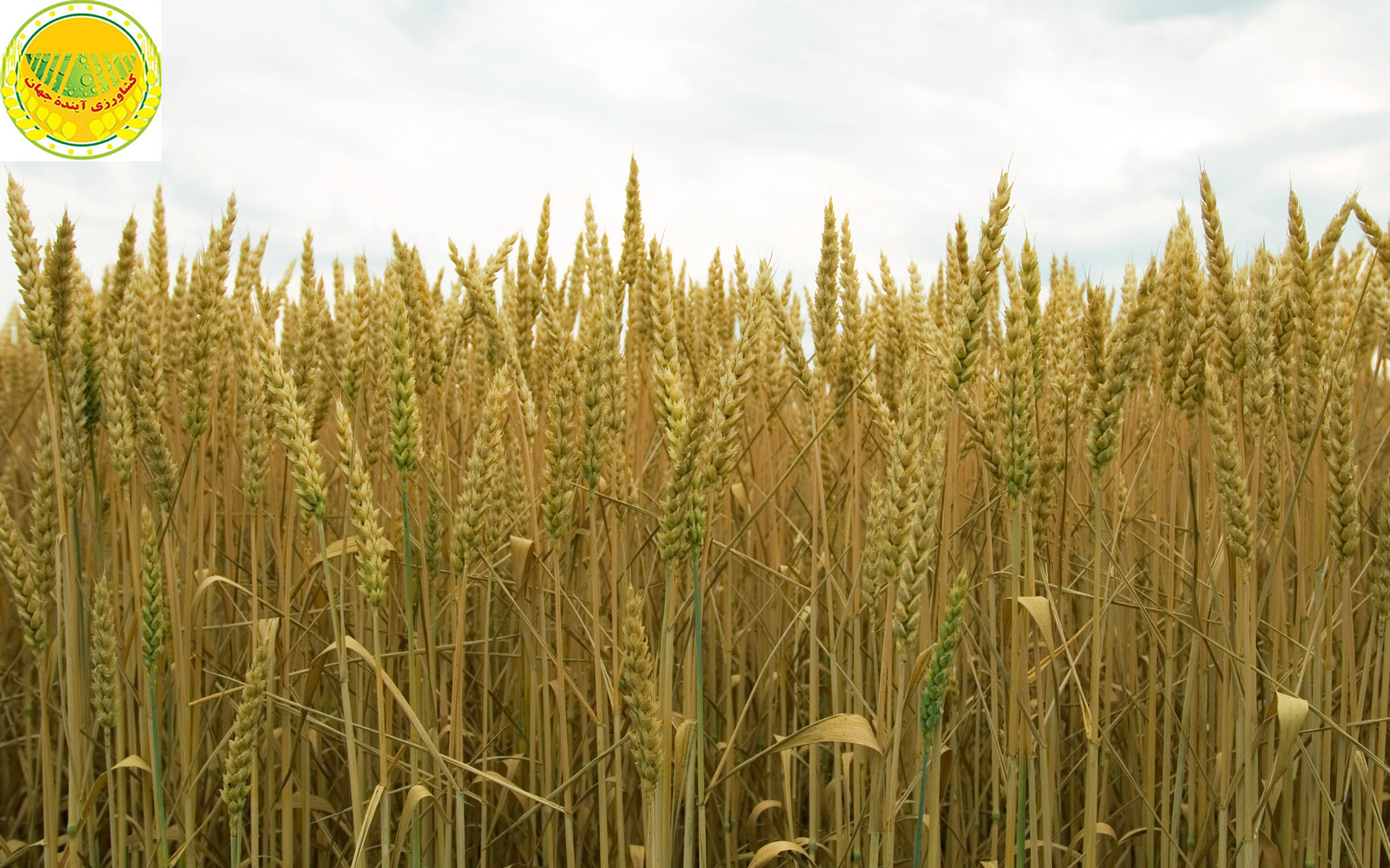 اخبار کشاورزی: اهمیت تولید گندم برای وزیر جهاد کشاورزی