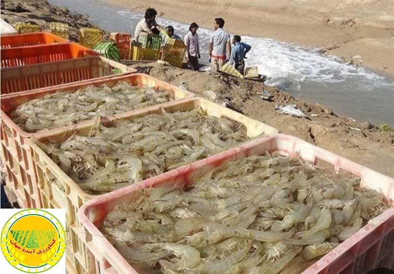 le-directeur-général-du-bureau-de-la-crevette-et-des-espèces-aquatiques-d’eaux-saumâtres-de-l’organisation-iranienne-des-pêches-a-déclaré-hausse-de-37-de-la-production-de-crevettes-bouchehr,-premier-producteur-du-pays