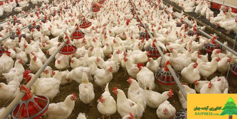 اخبار-کشاورزی-هشدار-تولید-کنندگان-برای-کاهش-تولید-مرغ