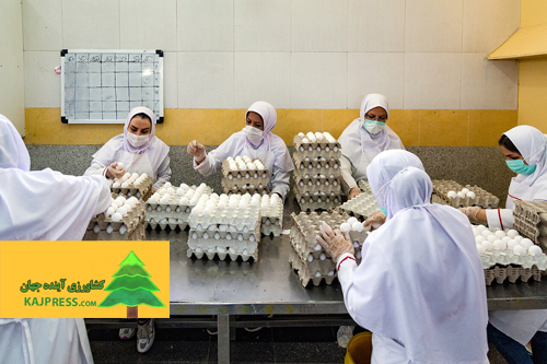 اخبار-کشاورزی-تخم-مرغ-همچنان-کمتر-از-قیمت-مصوب-به-فروش-می‌رسد-صادرات-۱۰۰-میلیون-دلار-تخم-مرغ