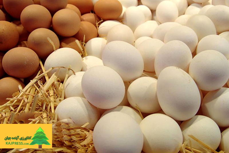 اخبار-کشاورزی-فروش-تخم‌مرغ-به-۵۰-درصد-زیر-نرخ-واقعی