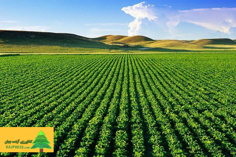 اخبار-کشاورزی-رئیس-جهاد-کشاورزی-قم-خبرداد-سالانه-۸۰۰-هزار-تن-محصولات-کشاورزی-در-قم-تولید-می‌شود