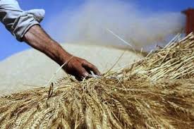 کشاورز ایرانی برعکس تمام دنیا؛  باید نهاده ها، ماشین ها و ادوات را گران بخرد، محصولاتش را ارزان بفروشد!