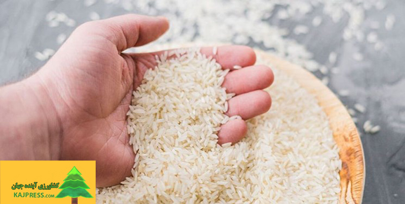 اخبار-کشاورزی-واردات-در-فصل-برداشت-قیمت-برنج-را-کاهش-نمی‌دهد