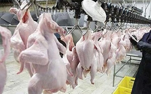 گوشت مرغ و پیش بینی در مورد تعادل یا عدم تعادل قیمت و بازرگانی آن به رغم 50 هزار تن واردات