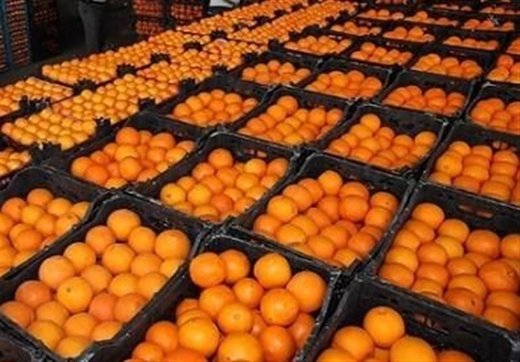 انتقاد صادرکنندگان از ممنوعیت صادرات میوه: دولت باید سه ماه قبل از اعلام ممنوعیت و محدودیت صادراتی، این موضوع را اعلام عمومی می کرد
