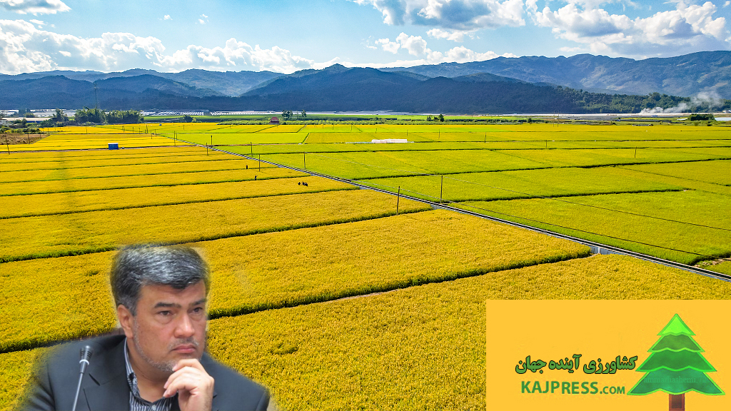 اخبار-کشاورزی-نوآوری-چین-در-معرفی-گونه-جدید-برنج