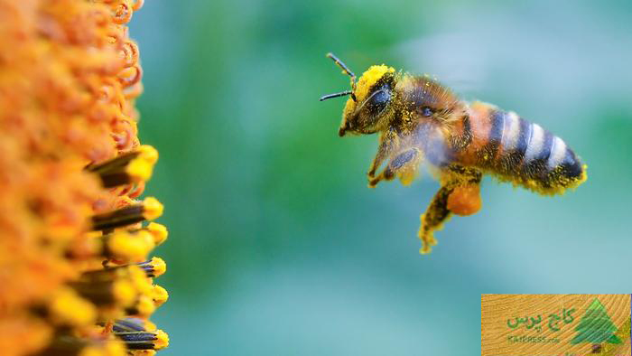 اخبار کشاورزی: روز جهانی زنبور؛ روز هشدار برای «خطر نابودی نسل زنبور‌ها»  را به خاطر بسپاریم