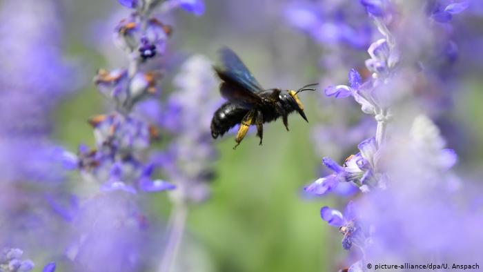 روز جهانی زنبور؛ روز هشدار برای «خطر نابودی نسل زنبور‌ها»  را به خاطر بسپاریم