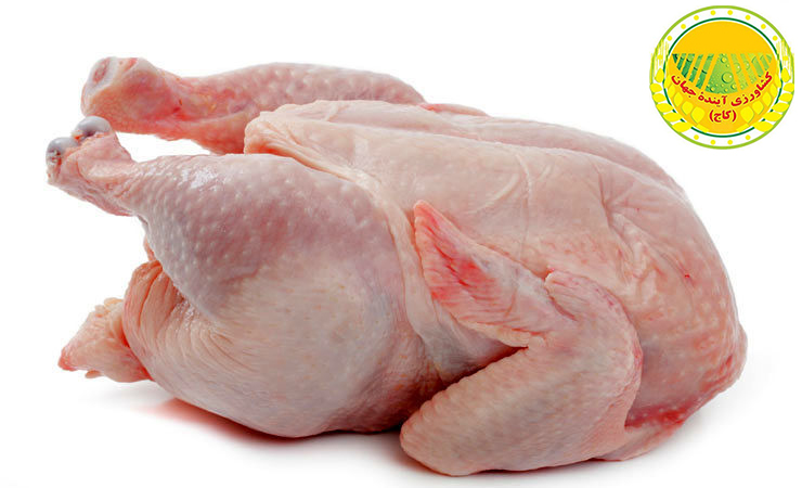 اگر بخواهیم تولید نابود نشود، افزایش قیمت گوشت مرغ اجتناب ناپذیر است!