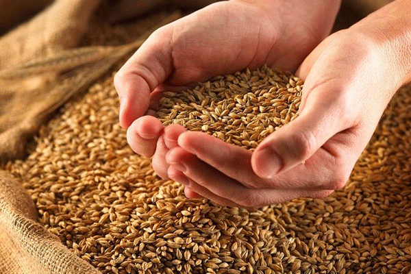 گندم و افزایش قیمت در پنجمین جلسه شورای قیمت گذاری