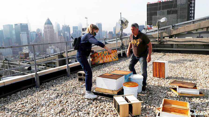 پرورش زنبور عسل بر بام آسمان‌خراش‌های نیویورک؛  تلاشی برای نجات زنبورها از خطر انقراض