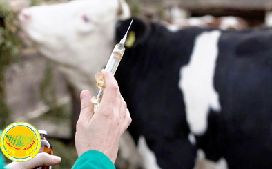 سرعت-سرایت-تا-۲۵-برابر-کرونا-دام‌های-شیری-پربازده-هدف-ویروس-«تب-برفکی»-است