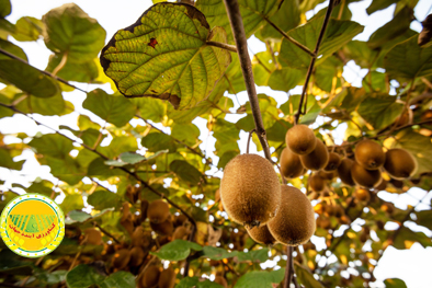 ۱۹۴-هزار-میلیارد-ریال-کیوی-از-باغ‌های-گیلان-برداشت-شد