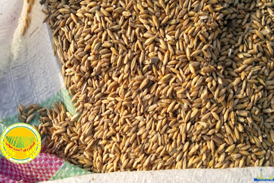 «تریتیکاله»-جایگزین-نهاده‌های-وارداتی-آیا-هورمون‌درمانی-مرغ‌ها-واقعیت-دارد؟