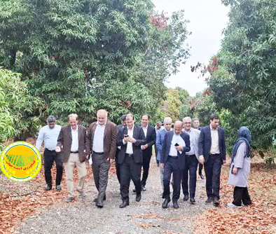معاون-وزیر-جهادکشاورزی-نوسازی-باغ‌های-هرمزگان-با-ارقام-تجاری-و-مقاوم-در-دستور-کار-است