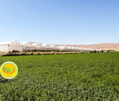 درخواست-ارزی-فعالان-بخش-کشاورزی-مشارکت-واردکنندگان-در-تولید-قراردادی-محصولات