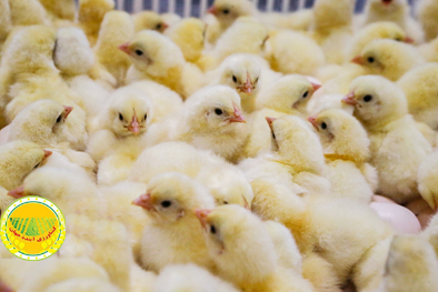 کمبود-نهاده،-جوجه-یک-روزه-را-ارزان-کرد