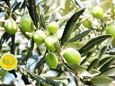 افزون-بر-۱۴-هزار-تُن-زیتون-از-باغ‌های-گیلان-برداشت-شد