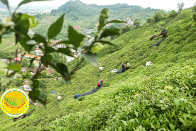 ۱۲-میلیون-دلار-چای-ایرانی-صادر-شد