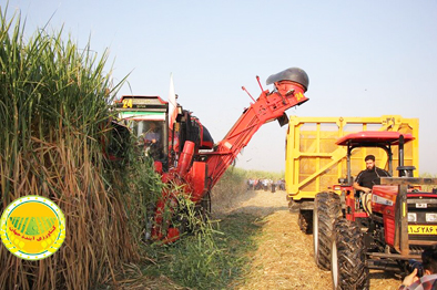 برداشت-نیشکر-در-صومعه-سرا-آغاز-شد